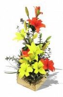 /album/floristeria-pattypato/alstro2-254x390-1-jpg/